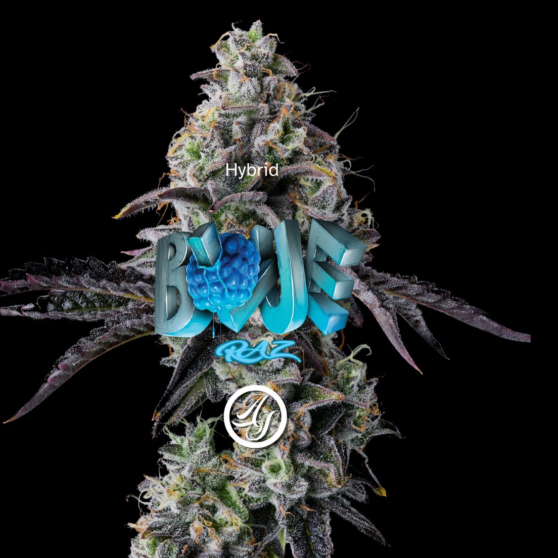 Cookies (Cultivated by DC's Finest) | Blue Raz - Flower | 3.5g | Indica-Hybrid