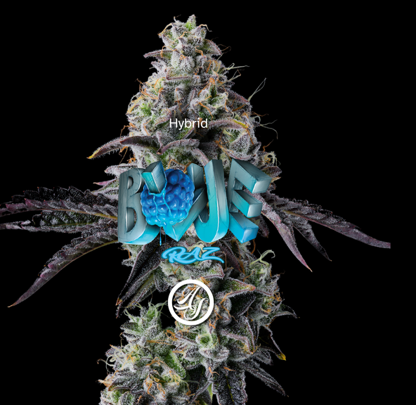 Cookies (Cultivated by DC's Finest) | Blue Raz - Flower | 3.5g | Indica-Hybrid