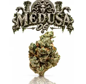 MEDUSA OG - 14G | INDOOR FLOWER | INDICA