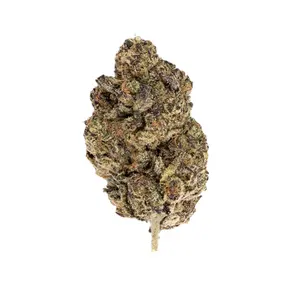 Blueberry Gary (Exotic)