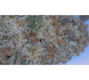 Candy Kush Deli Flower