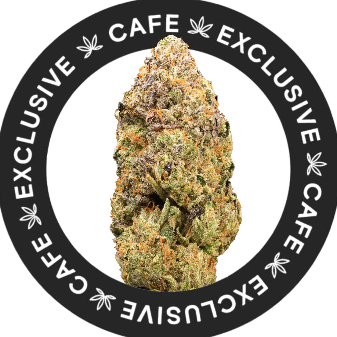 7G CAFE EXCLUSIVES- PINK VORTEX