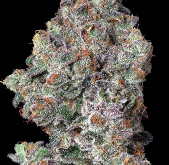 Flower-Vice City 1g