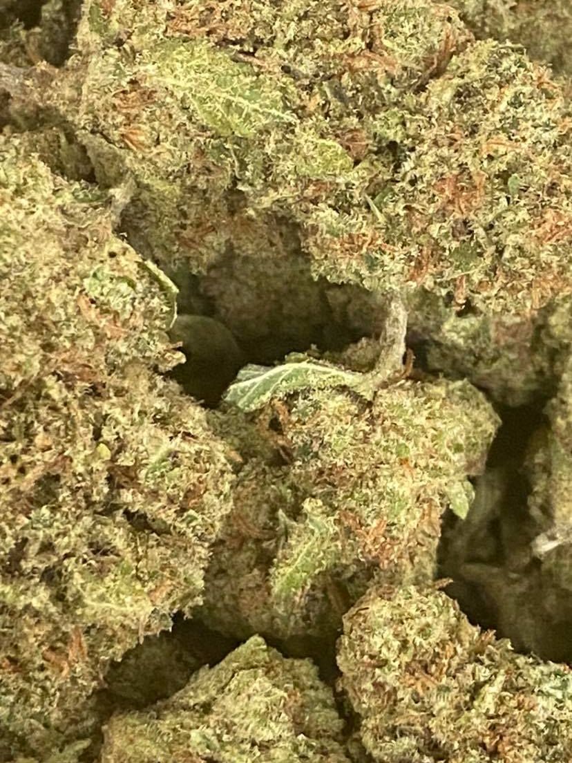 GODZILLA GLUE 2