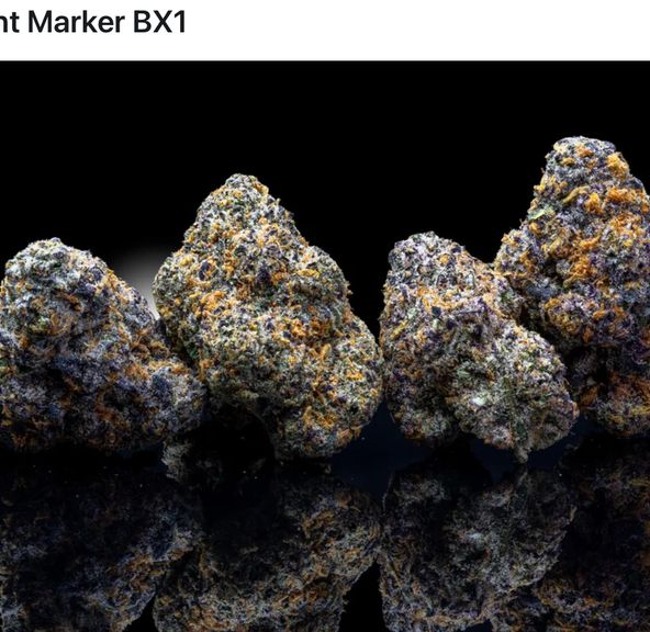 Alt Sol | Permanent Marker BX - Flower | 3.5g | Indica-Hybrid