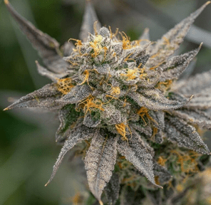 Lemon Cherry Gelato
