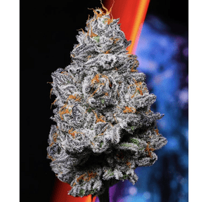 3.5G - Kryptochronic