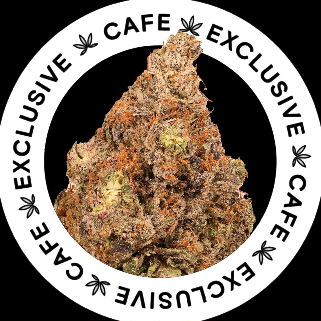 7G CAFE EXCLUSIVES- PINK PATRON