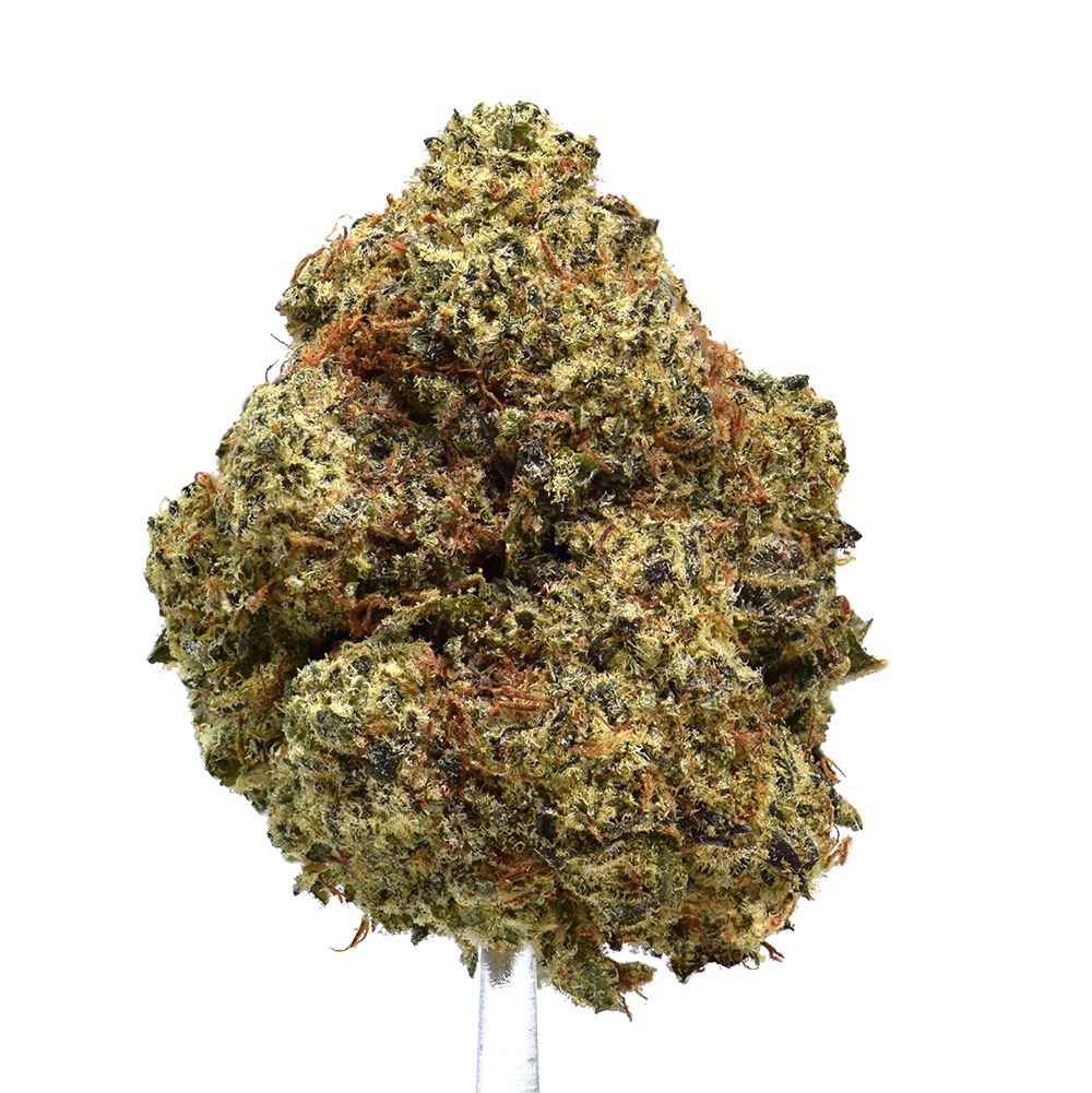 Alien Stardawg | NEW!