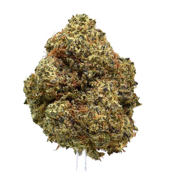 Alien Stardawg | NEW!