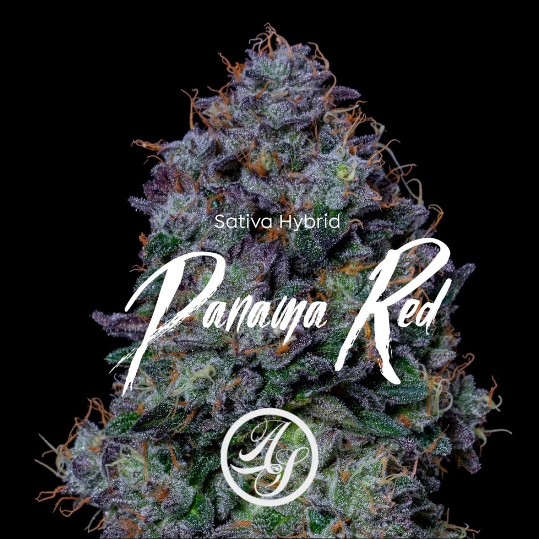 Flower - Panama Red 3.5g