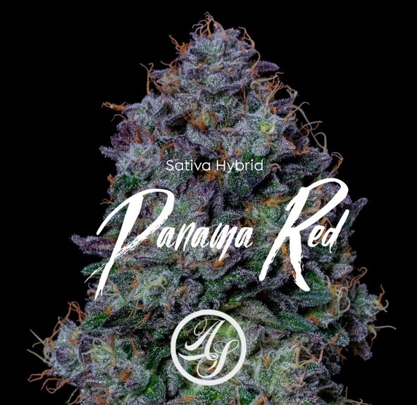 Flower - Panama Red 3.5g