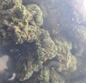 Gelato Cream | 14g | Premium Smalls($30 Pre-order)