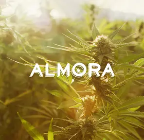 Almora Farm: 0.5g Pre Roll 14 Pack: Lemon Cherry Gelato [H]