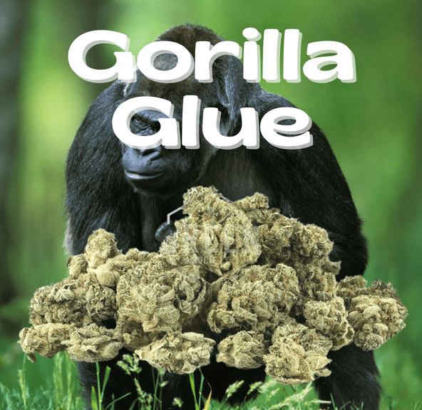 DAZE - Gorilla Glue (7g)