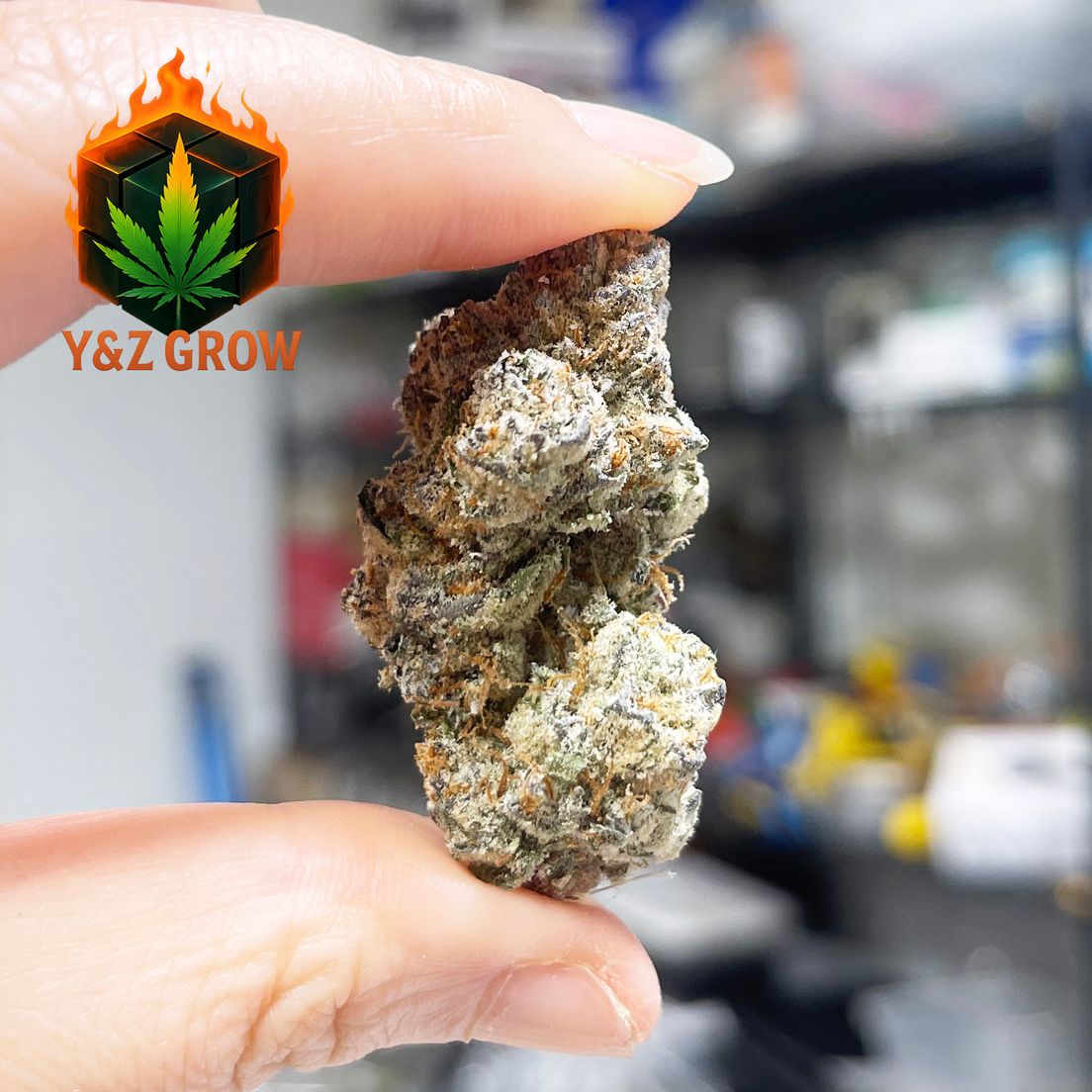 ? NEW DROP ? Slurricane (Indica 60%) - Premium