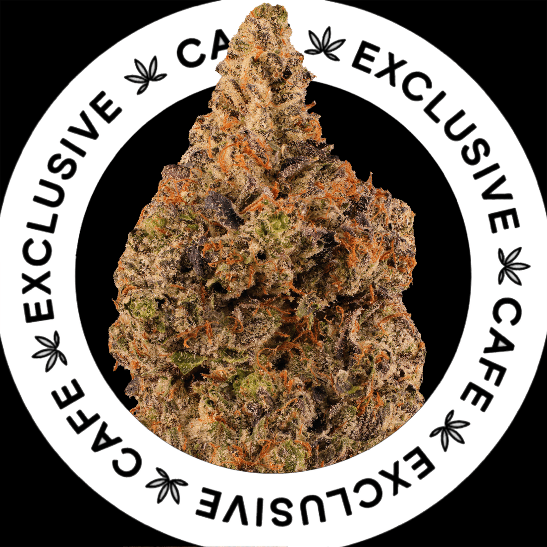 7G CAFE EXCLUSIVES- PINK OCTANE