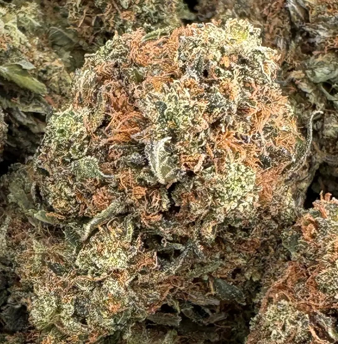 7g - GRANDDADDY PINK (AAAA)