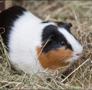 Guinea Pig - Normal