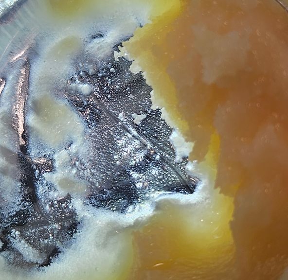 Dissolv - Dabs - Banana Cream OG - 1g