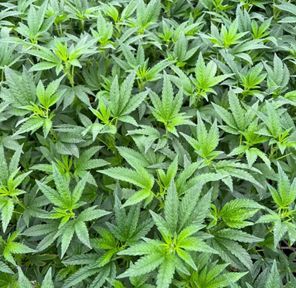 Preorder - Cereal Milk - Greenhouse Clones