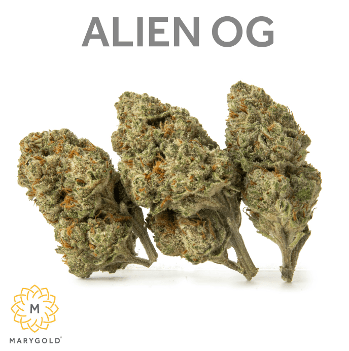 Marygold - Alien OG 3.5g