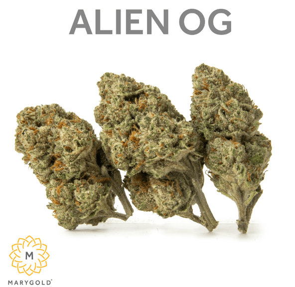 Marygold - Alien OG 3.5g