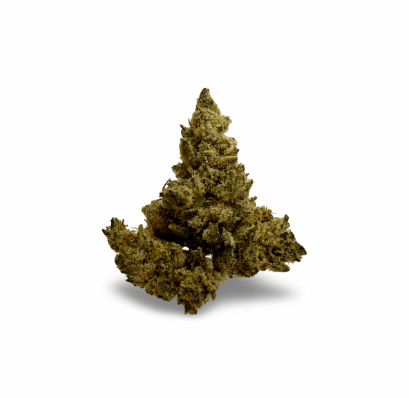 GARLIC GLUE - 28G | INDOOR