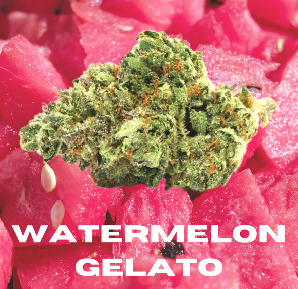 DAZE - Watermelon Gelato (14g)