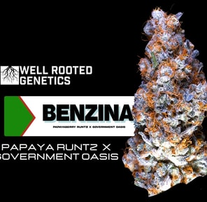 Benzina - Well Rooted