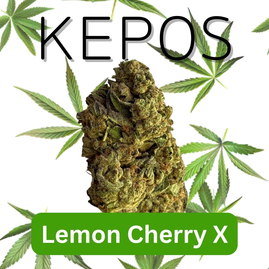Kepos - Lemon Cherry X 3.5g - PREMIUM FLOWERS