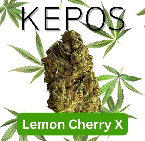 Kepos - Lemon Cherry X 3.5g - PREMIUM FLOWERS