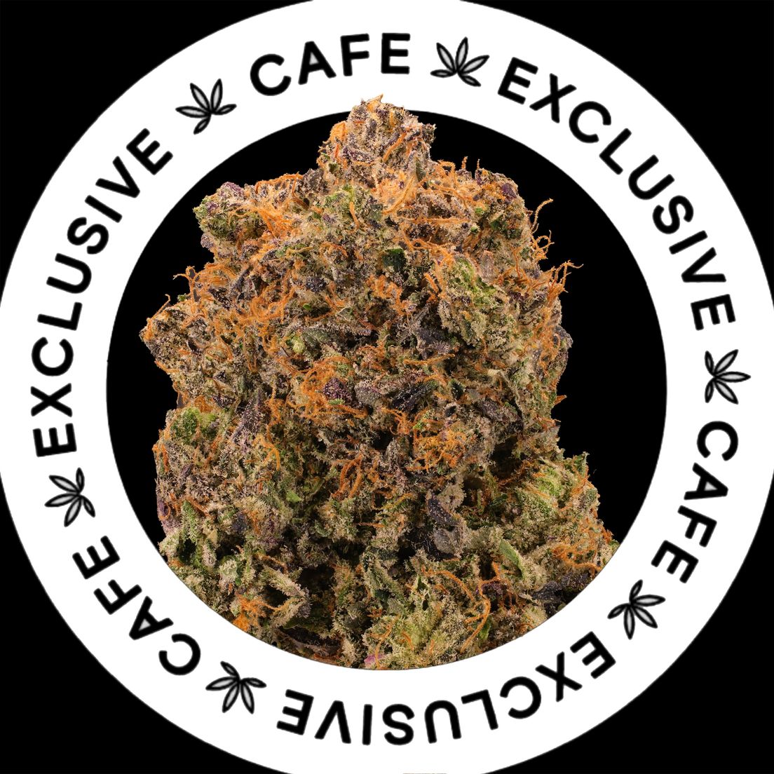7G CAFE EXCLUSIVES- PINK SKYWALKER