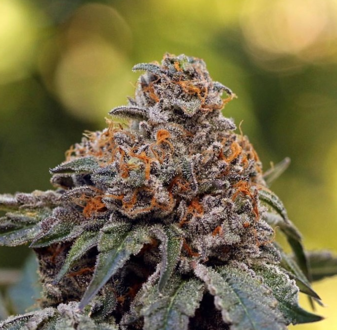 Conception Clone Gelato 41