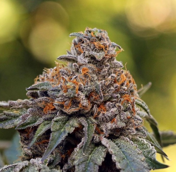 Conception Clone Gelato 41