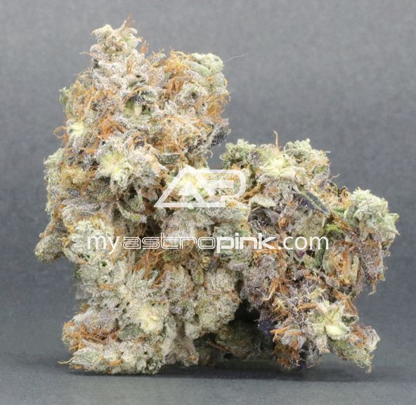 Astro Pink Lot #6013 Pink Patron