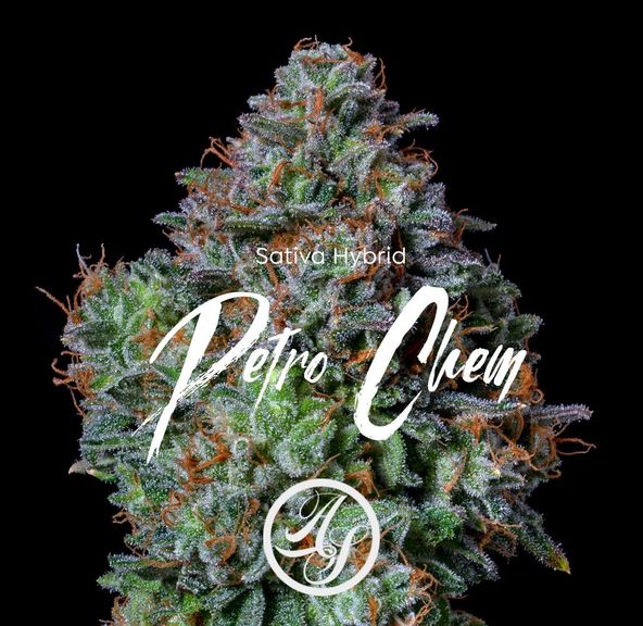 Alt Sol | Petro Chem - Flower | 3.5g | Sativa-Hybrid
