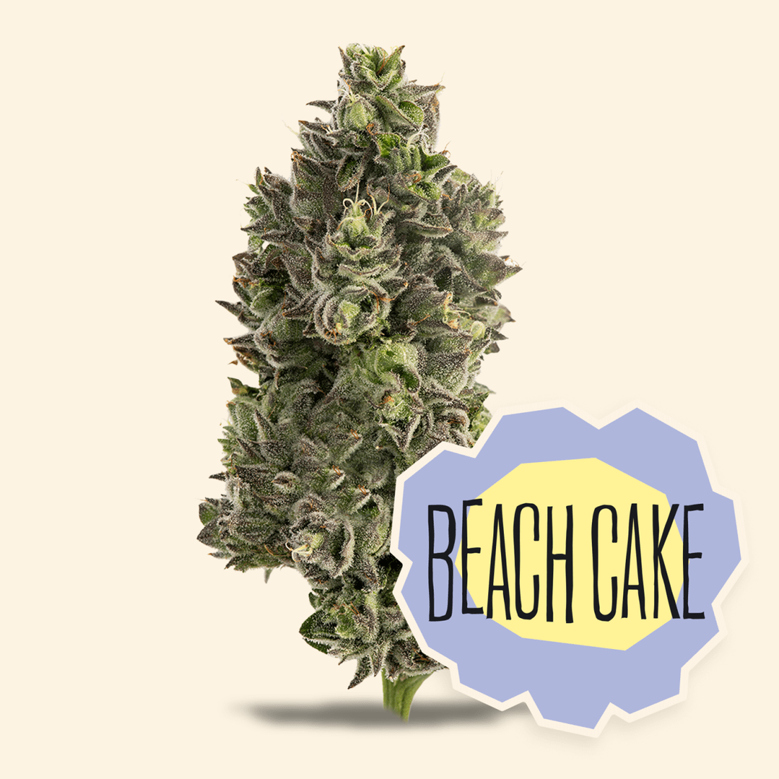 Flower- Beach Cake 3.5g