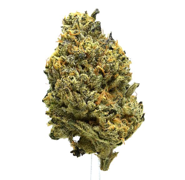Animal Cookies | SALE!