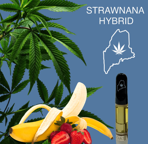 Strawnana Highcoast 1G