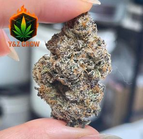 ? ? ?Lemon Cherry Gelato (Indica 60%)