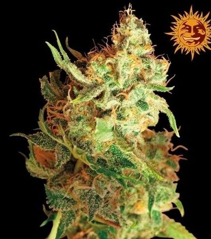 UpNorth-Red Dragon-3.5g-30% THC