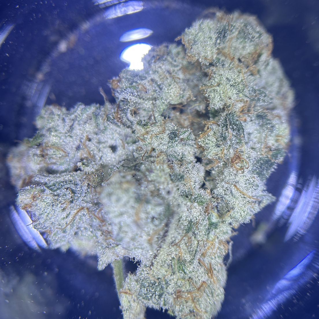 Cap Junky