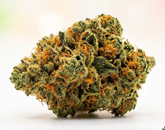 Purple Prince - Government Oranges Sour, 3.5 grams