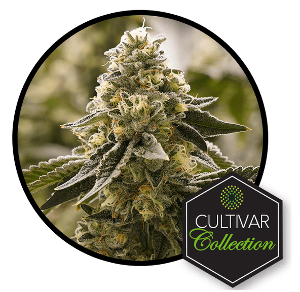 Banana OG Cultivar Collection 3.5g (Trulieve)
