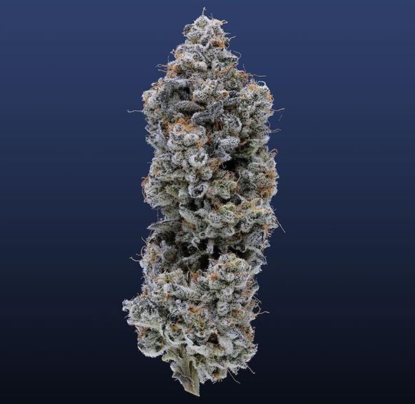 Fig Farms | Animal Mints BX1 24.73% THC 3.5g