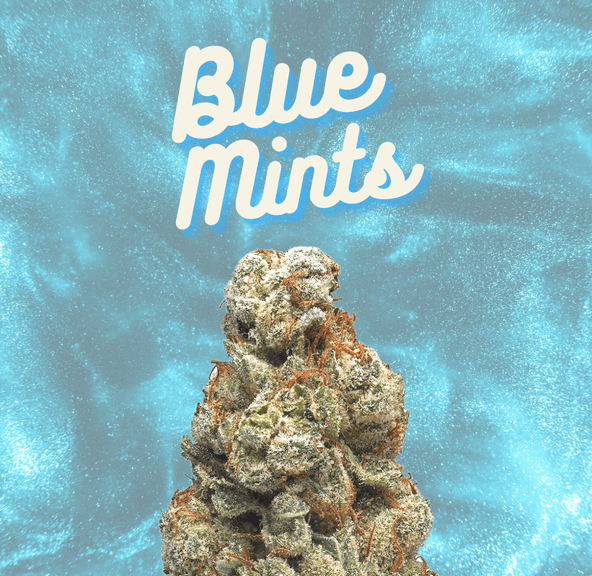 DAZE - Blue Mints (14g)
