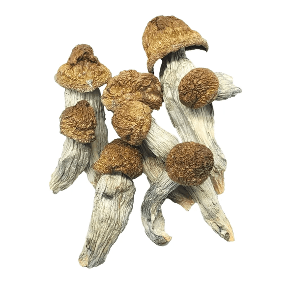 Melmac Magic Mushrooms