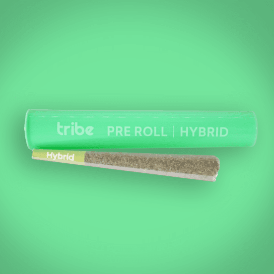 Gym Shoes - Hybrid - Flower Pre Roll