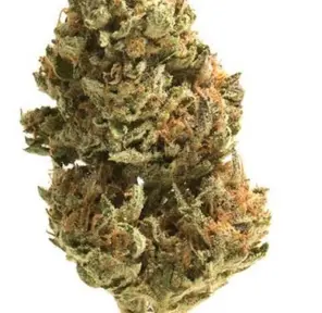 Cactus Jack